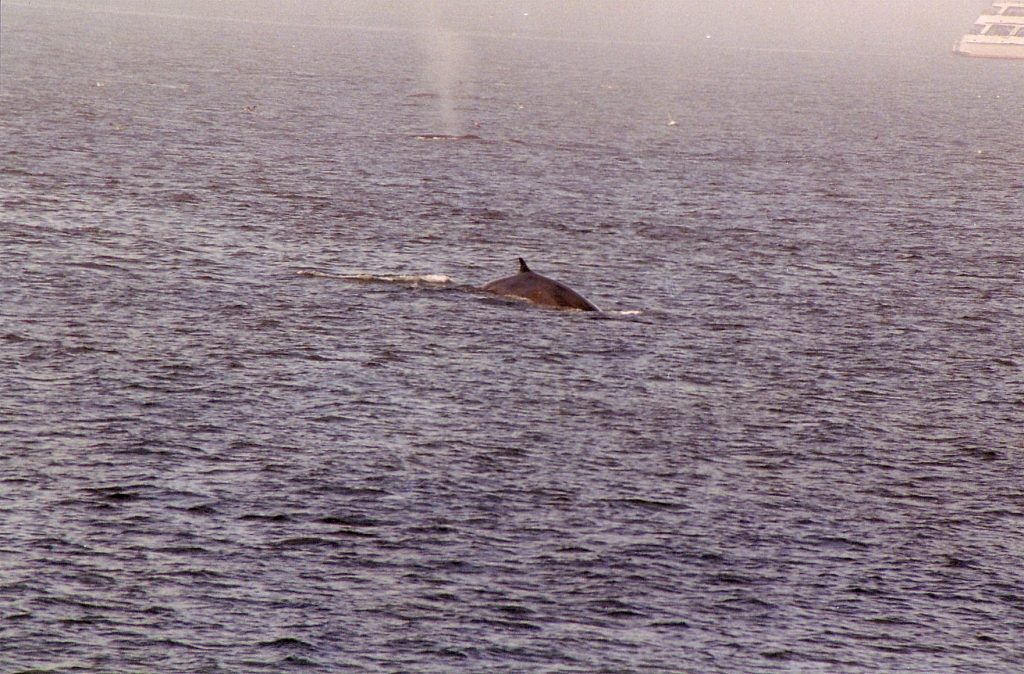 03 -Tadoussac (9).jpg